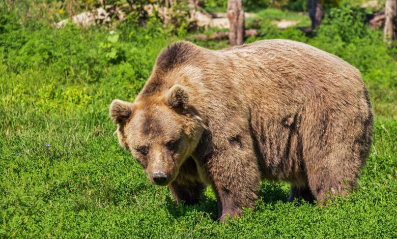 orso, orsa, trentino, val di ledro