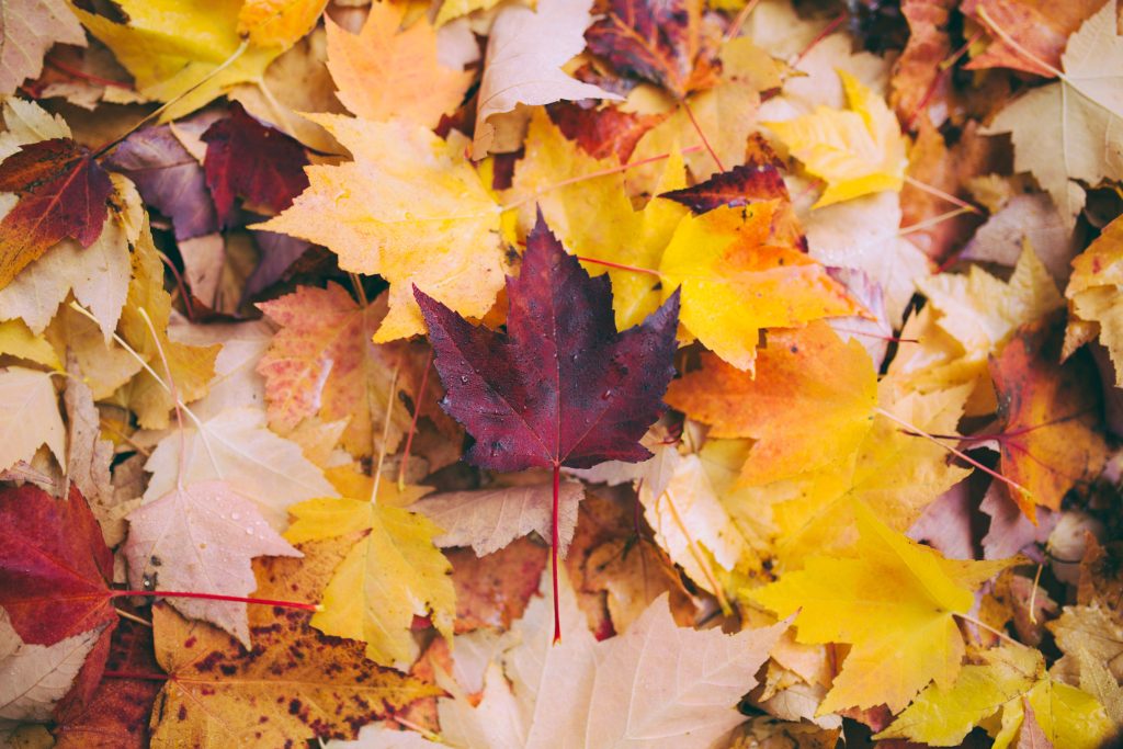 Fall foliage - Foto Unsplash @Greg Shield