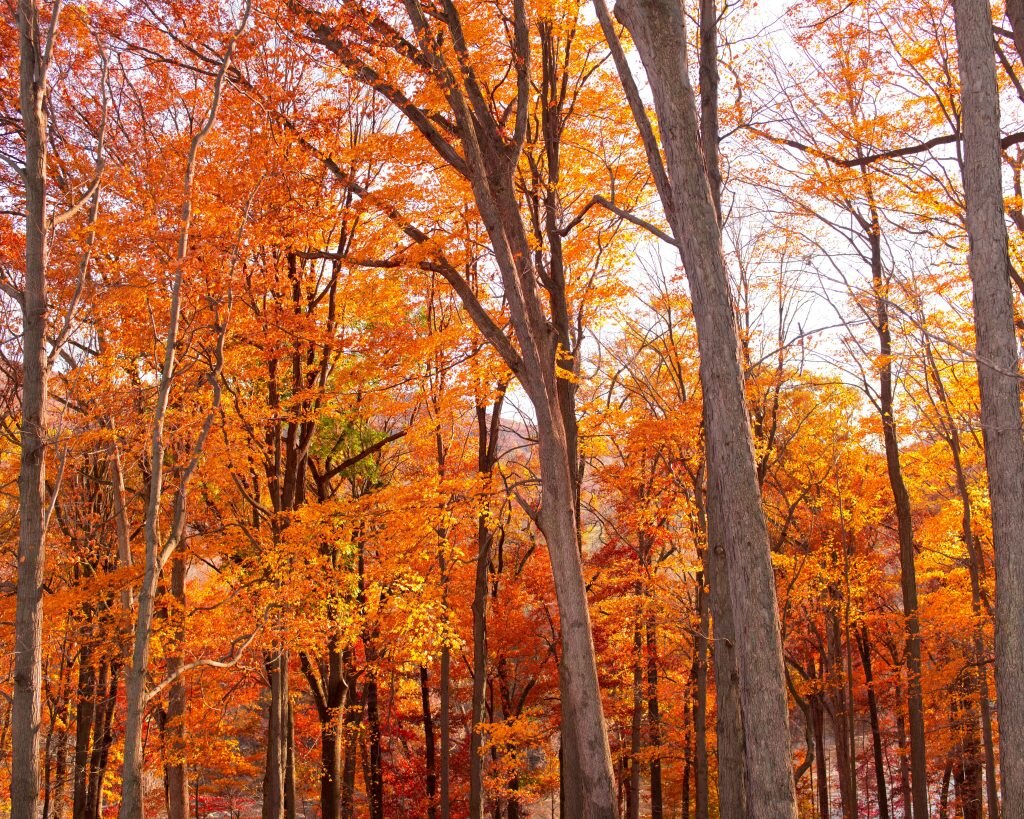 Foto Jack Cohen via Unsplash 