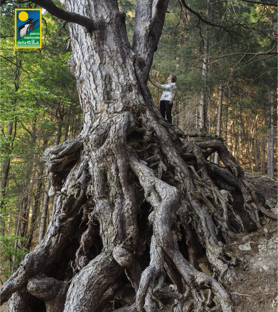 Parco Nazionale della Sila