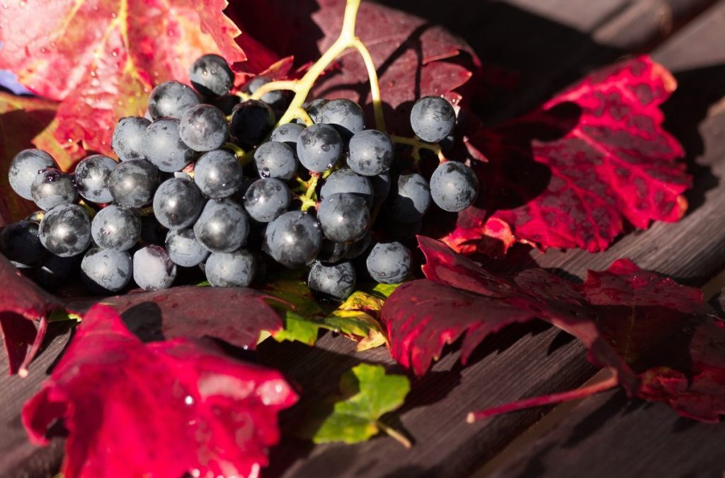 autunno, vendemmia