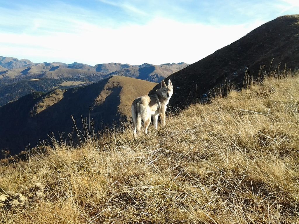 Cane lupo cecoslovacco - Foto Wikimedia Commons @Bazzo3