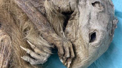 Photo of La marmotta mummificata del Lyskamm visse nel Neolitico, 6600 anni fa