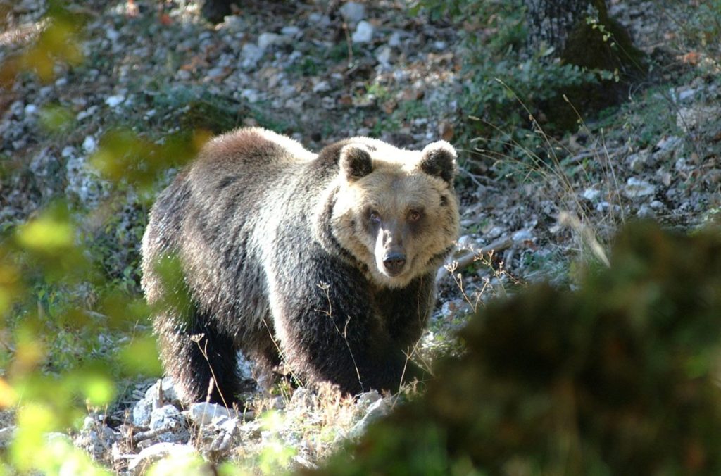 orso marsicano, strade, abruzzo