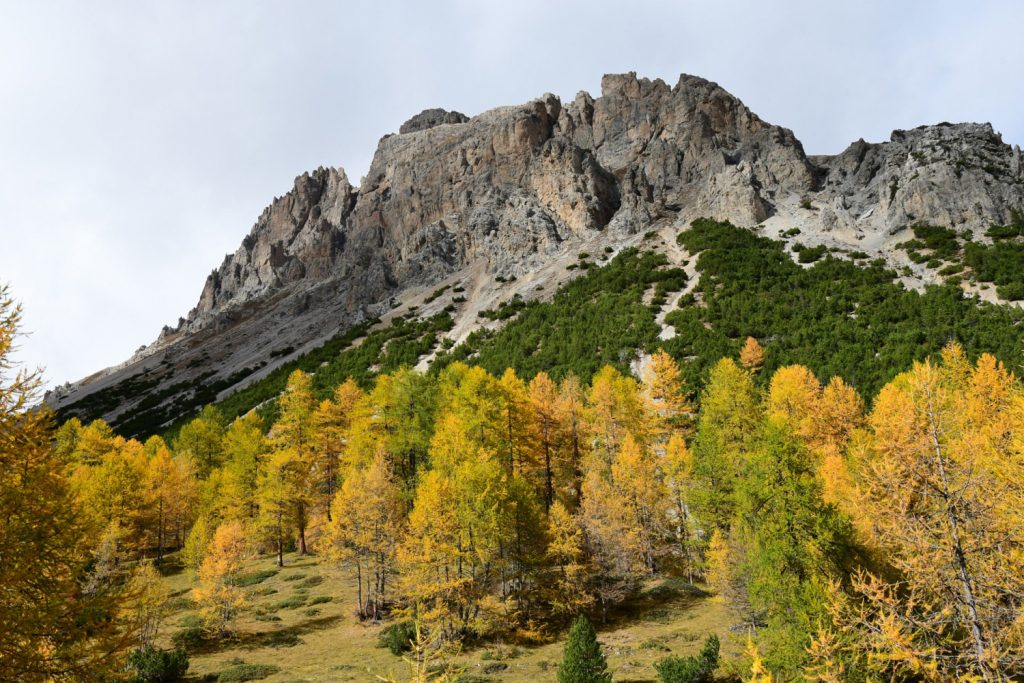 Larici in Valle Alpisella