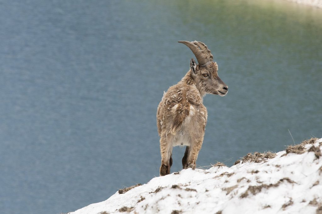 Stambecco - Foto Wikimedia Commons @Francesca Lo Manto