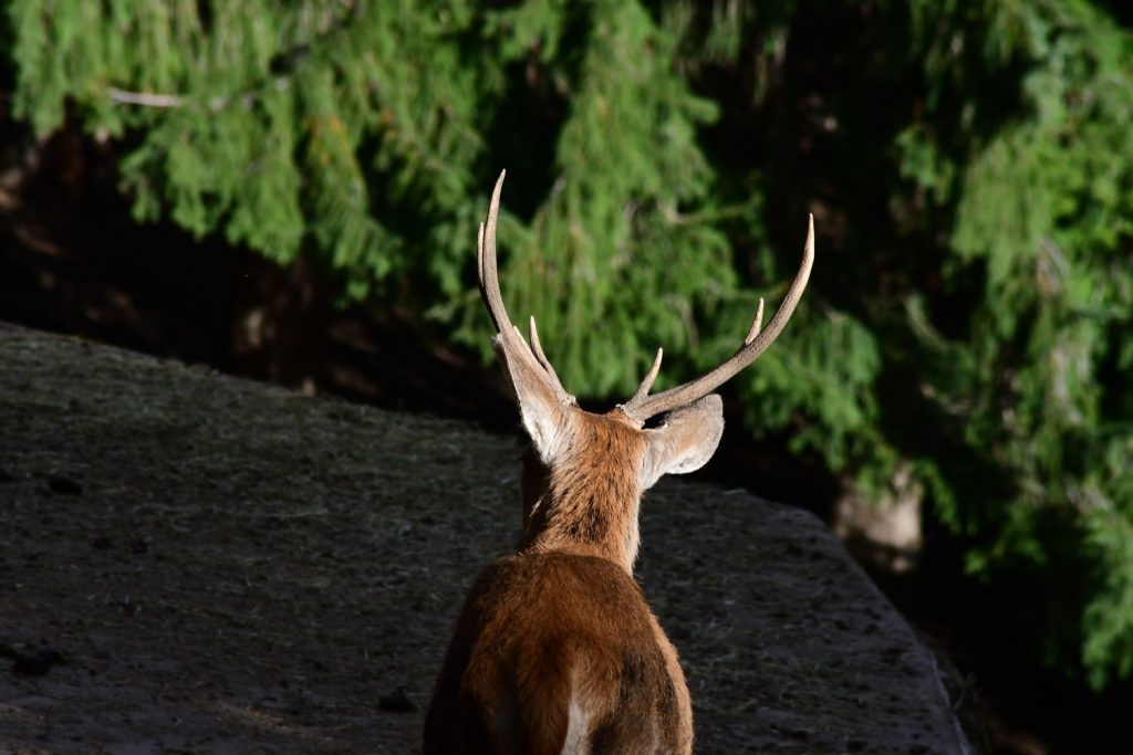 Un cervo nel Parco nazionale dello Stelvio