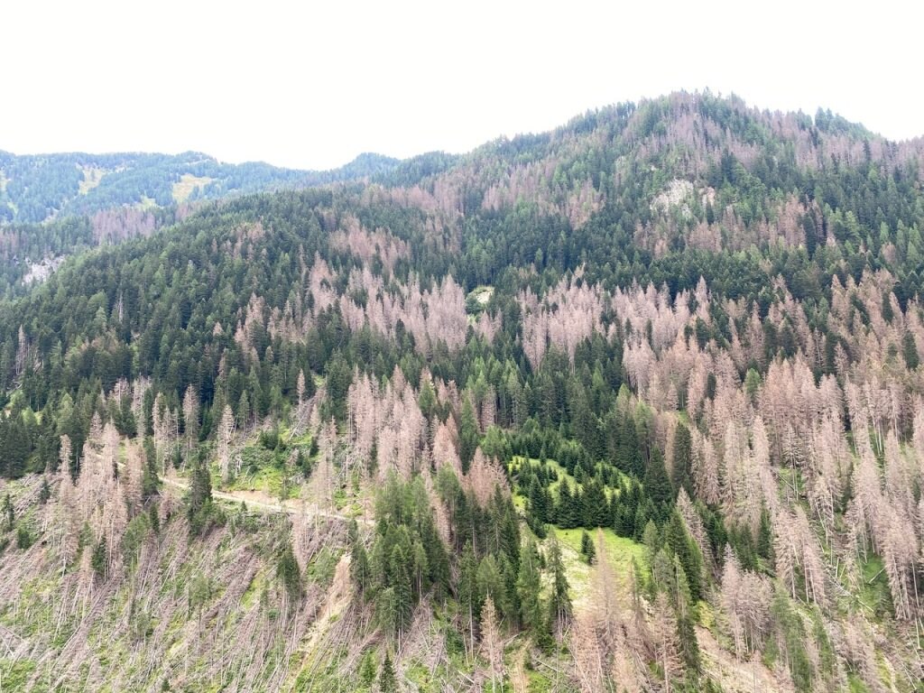 I danni del bostrico. Foto di Andrea Battisti
