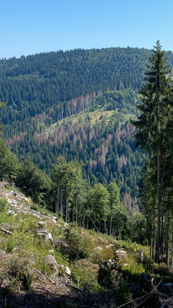 I danni del bostrico. Foto di Andrea Battisti