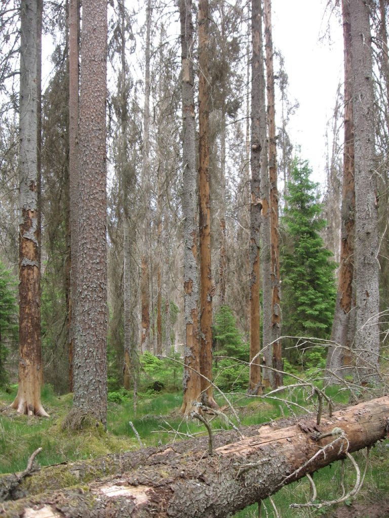 I danni del bostrico. Foto di Andrea Battisti