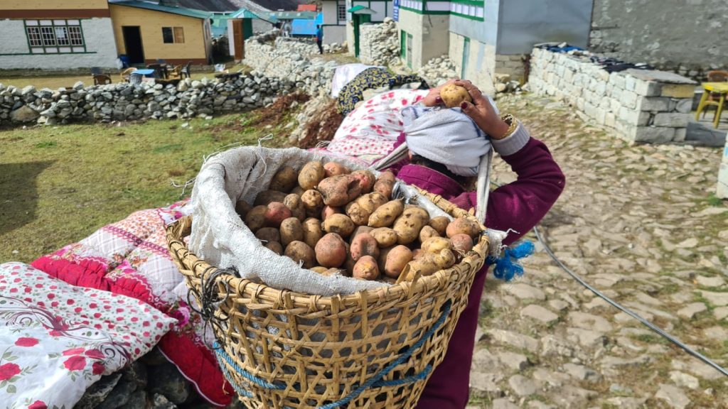 Raccolta delle patate a Dingboche