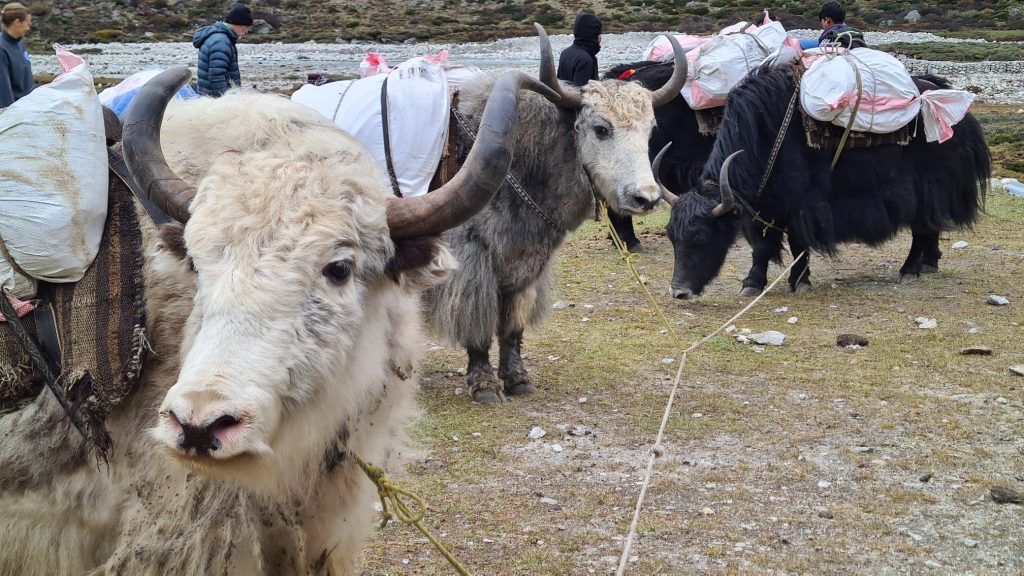 Yak a Pheriche