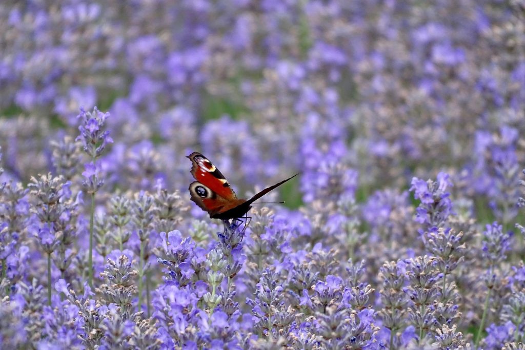 Foto Unsplash @Belinda Fewings