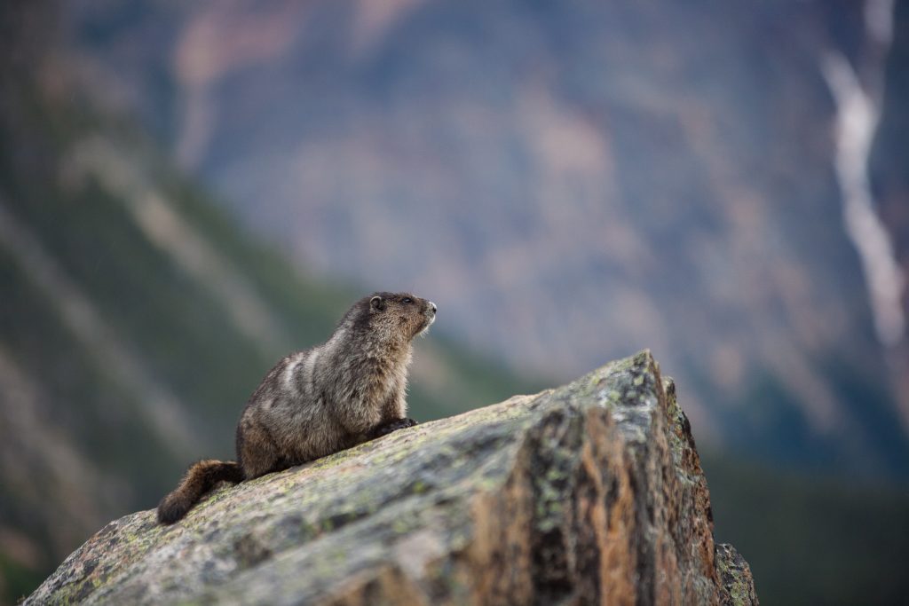 Marmotta - Foto Unsplash @jasper guy