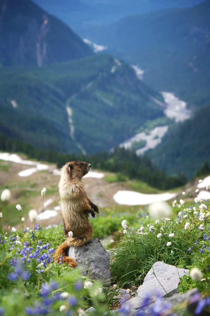 Marmotta - Foto Unsplash @Jehyun Sung