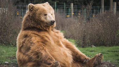 Photo of Ecco il vincitore del Fat Bear Week, l’esilarante concorso che premia l’orso più grasso d’Alaska