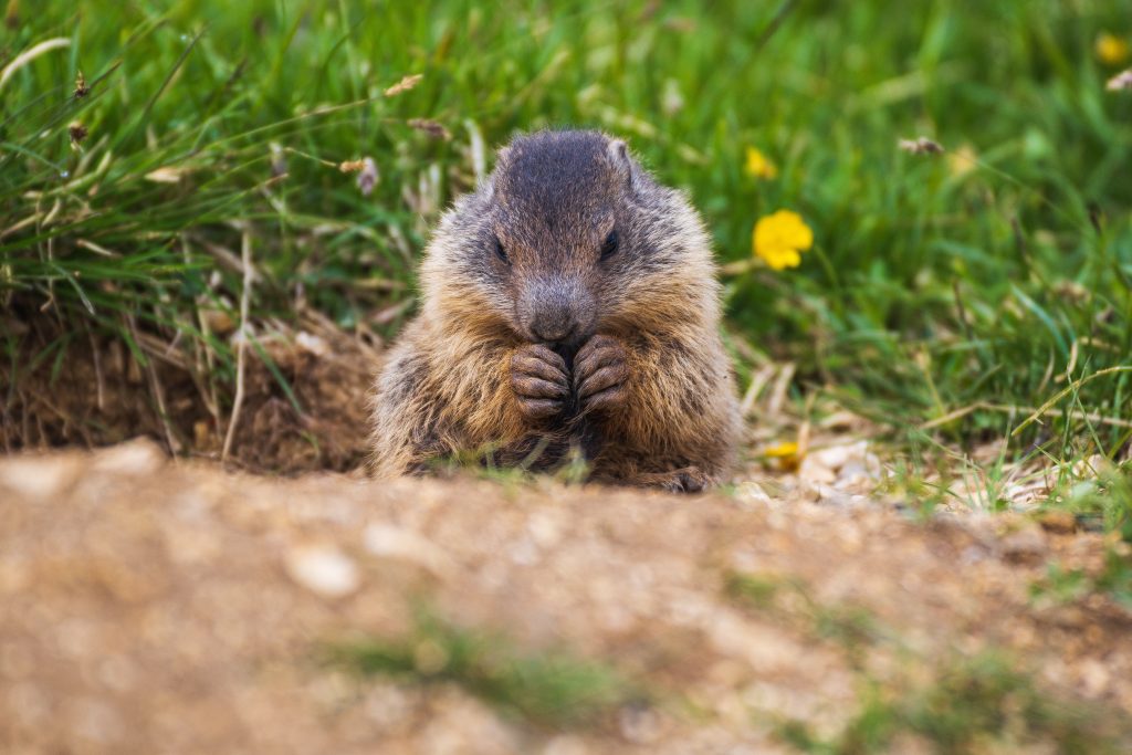 Marmotta. Foto Unsplash @Nikita Krassiouk