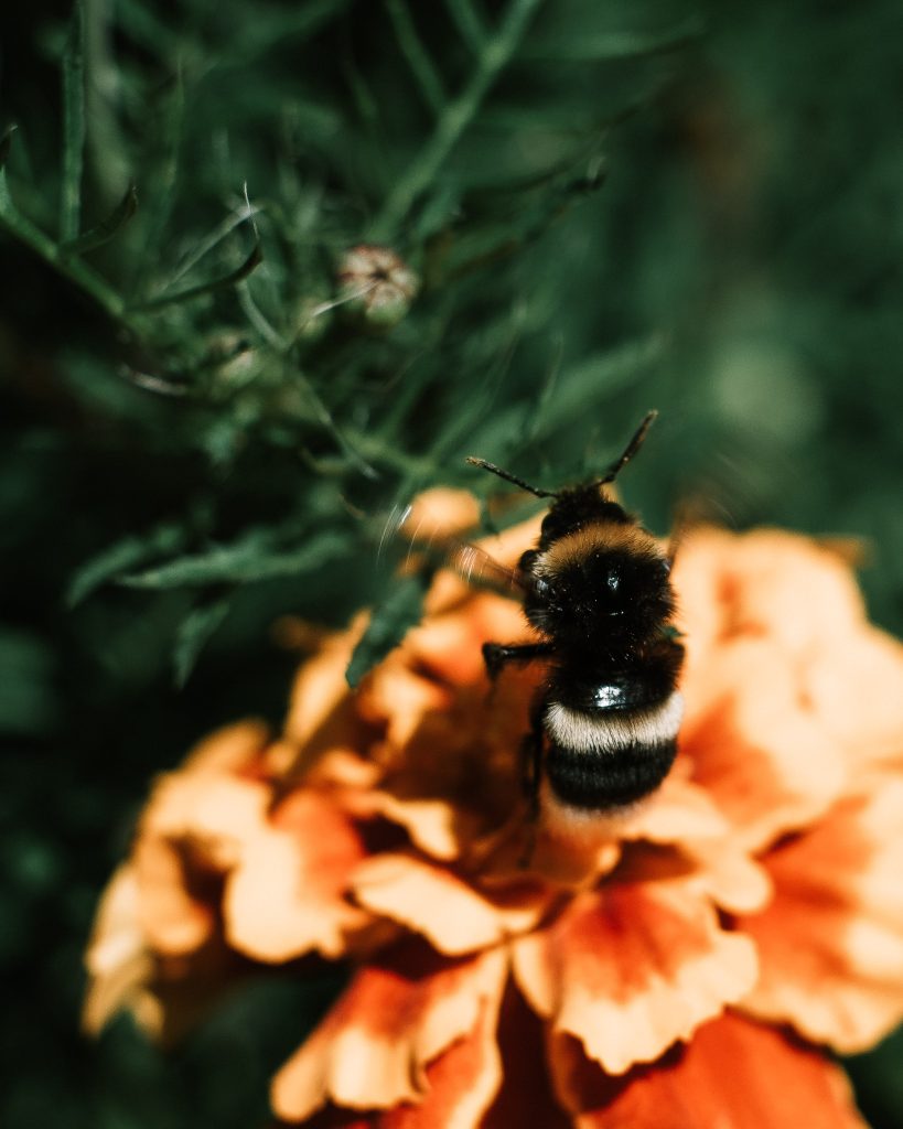 Foto Unsplash @Raul Macarie