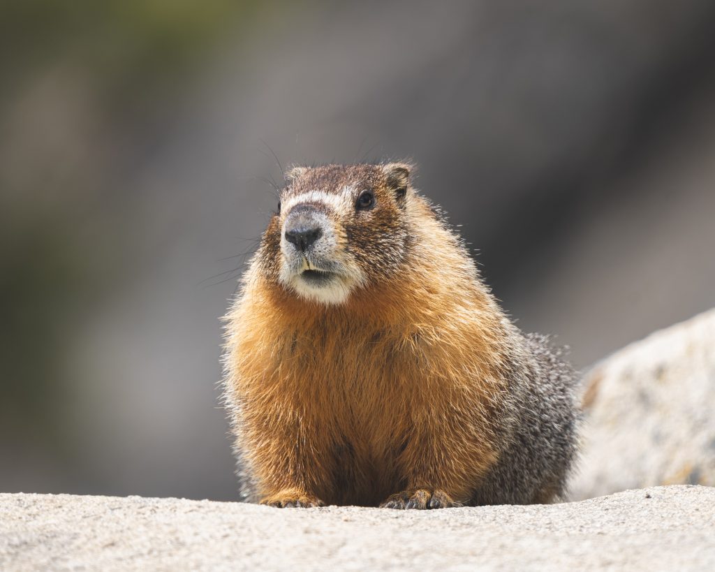 Marmotta. Foto Unsplash @YS
