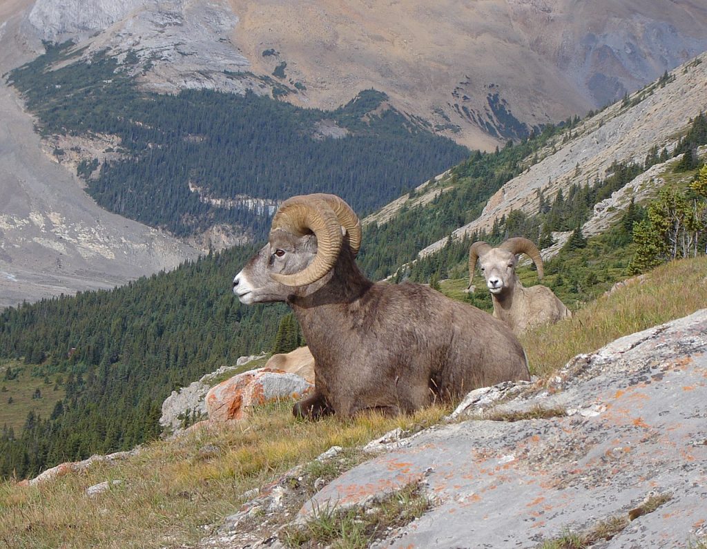 Pecore Bighorn - Foto Wikimedia Commons @Dan Minkin