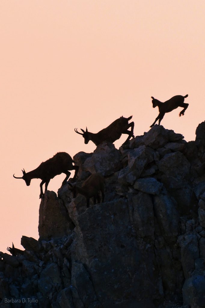 Camosci - Foto Barbara Di Tullio