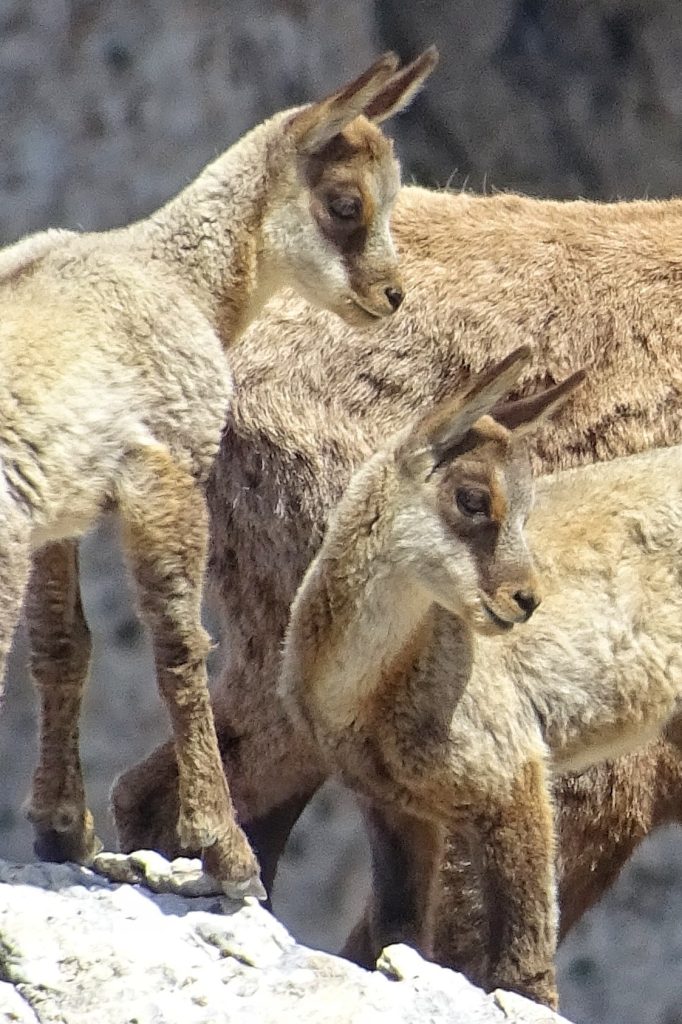 Capretti di camoscio - Foto Barbara Di Tullio