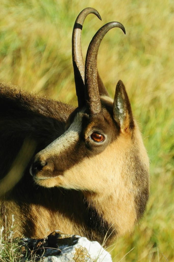 Camoscio appenninico - Foto Barbara Di Tullio