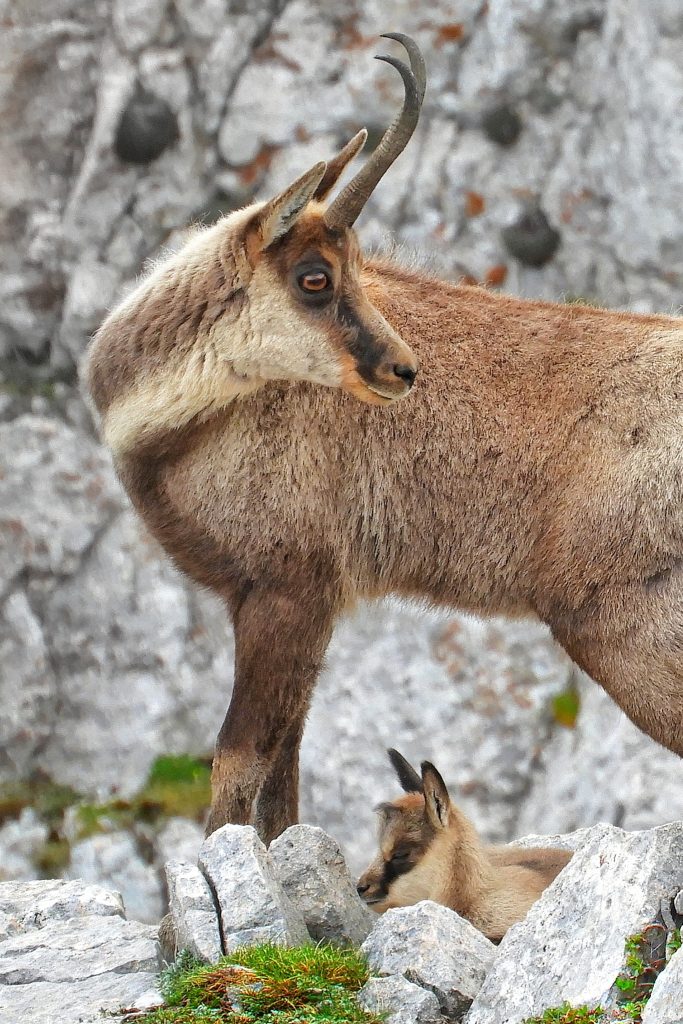Mamma e cucciolo di camoscio - Foto Barbara Di Tullio