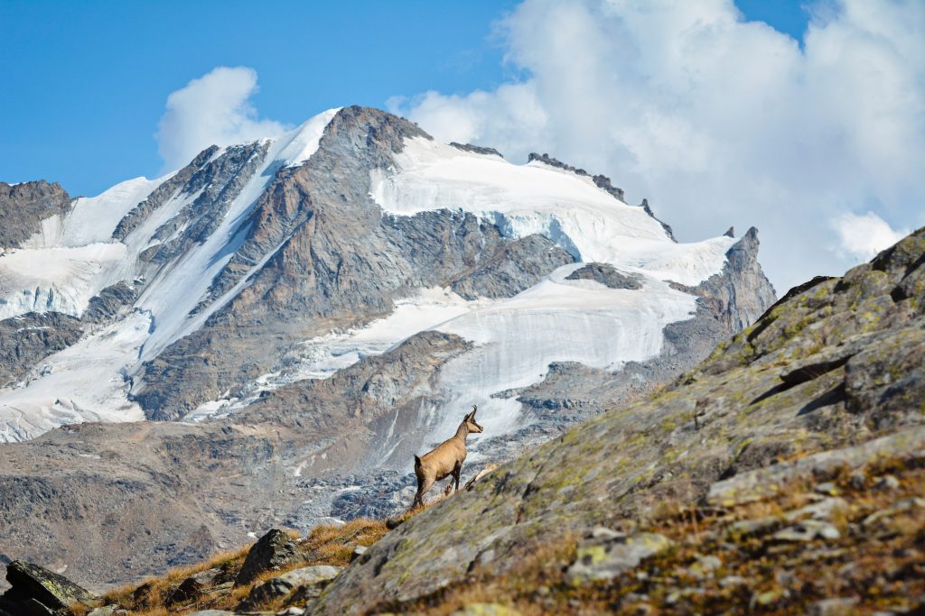 Parco del Gran Paradiso. Foto Adobe Stock