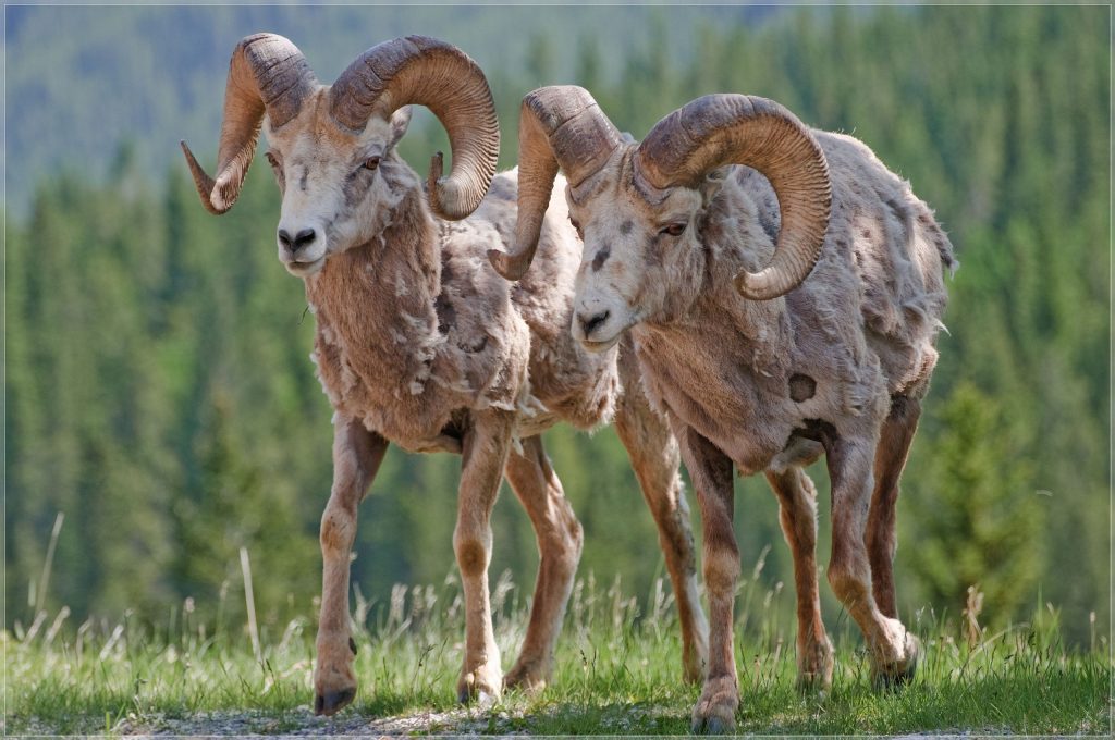 Pecore Bighorn - Foto Wikimedia Commons