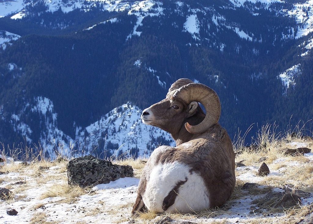 Pecore Bighorn - Foto Wikimedia Commons @Oregon Department of Fish & Wildlife