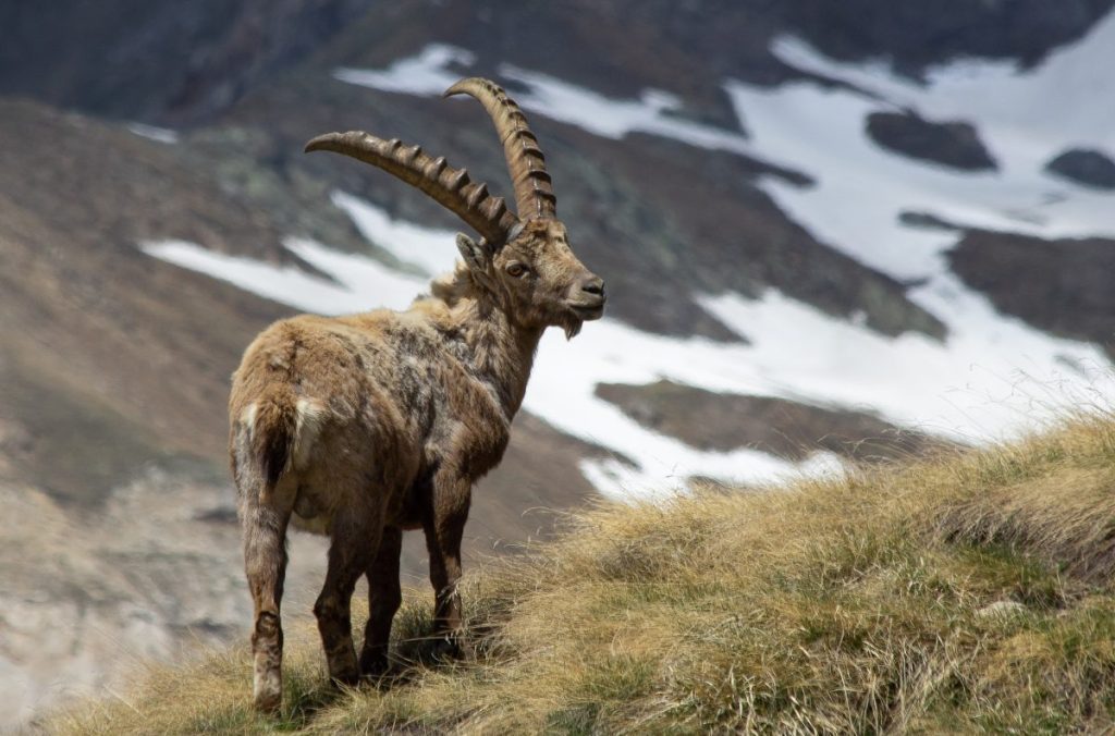 pngp, parco nazionale del gran paradiso