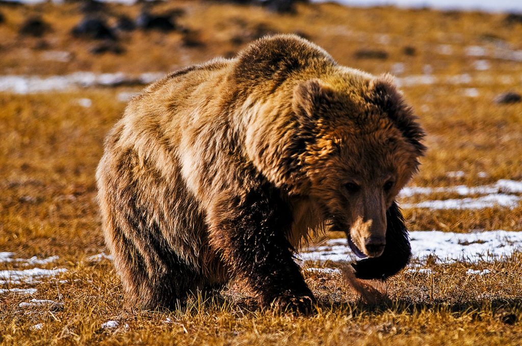 yeti, orso bruno tibetano