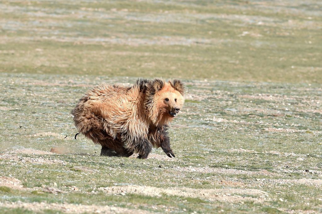 Orso bruno tibetano - Foto ANSA (Credit Image: © Chogo/Xinhua via ZUMA Press)