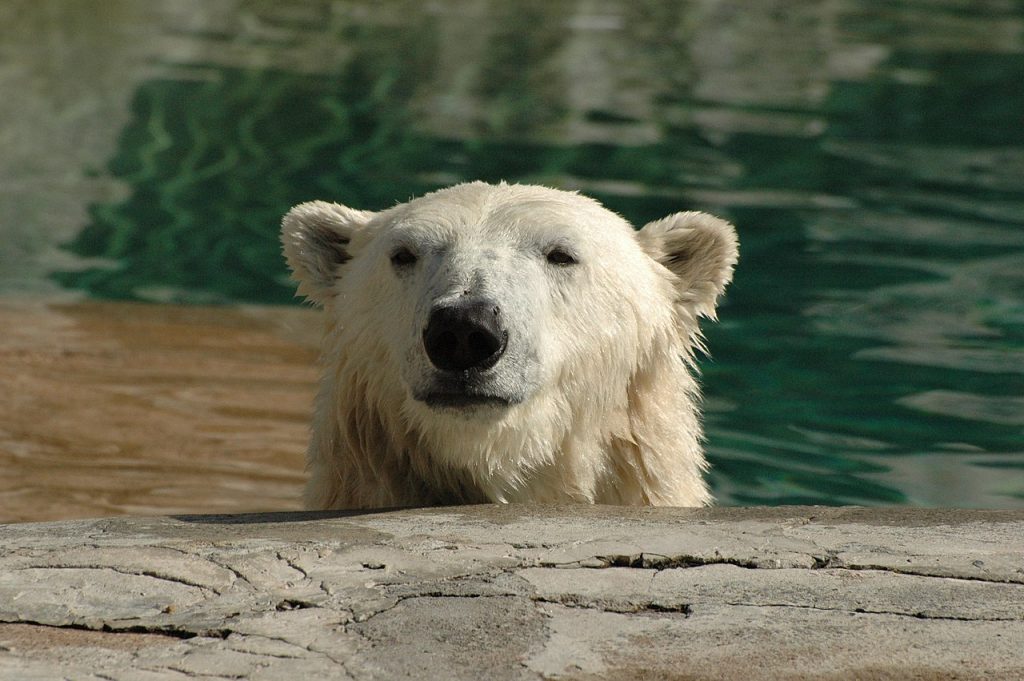 Orso polare in piscina - Foto Wikimedia Commons @Flickr User Amerune