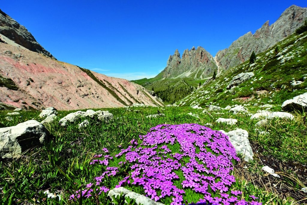 Muschio fiorito sul sentiero che sale dal rifugio Firenze alla Forcella de Sieles. Foto Alberto Ceolan