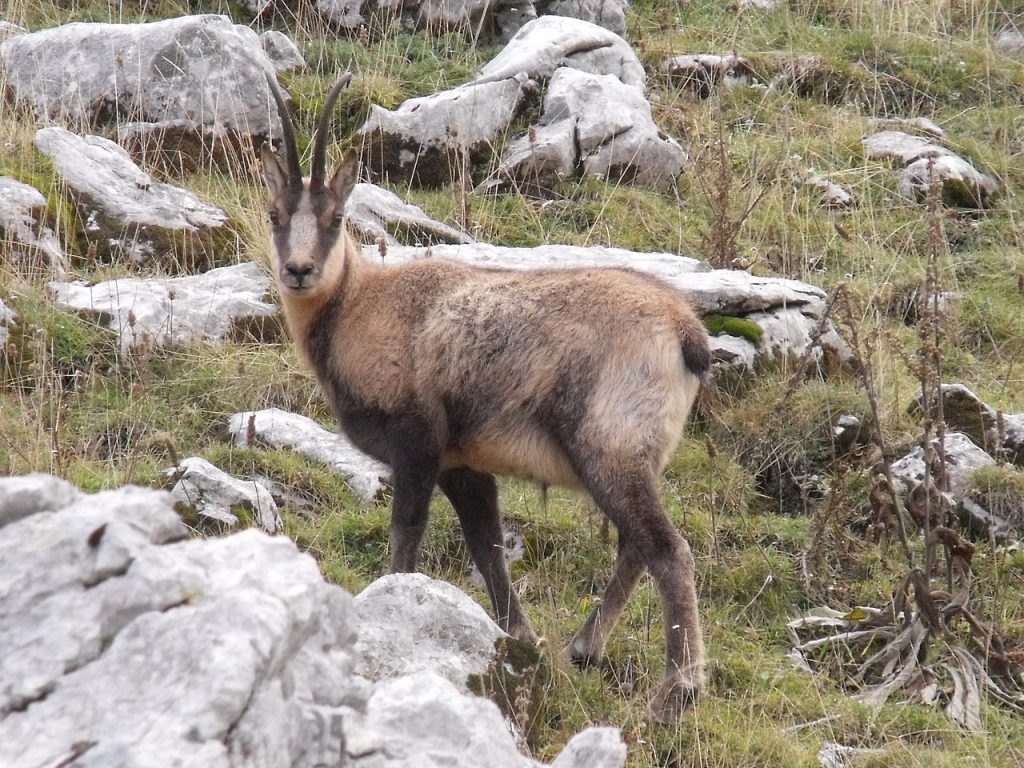 Camoscio appenninico - Foto Wikimedia Commons @etrusko25