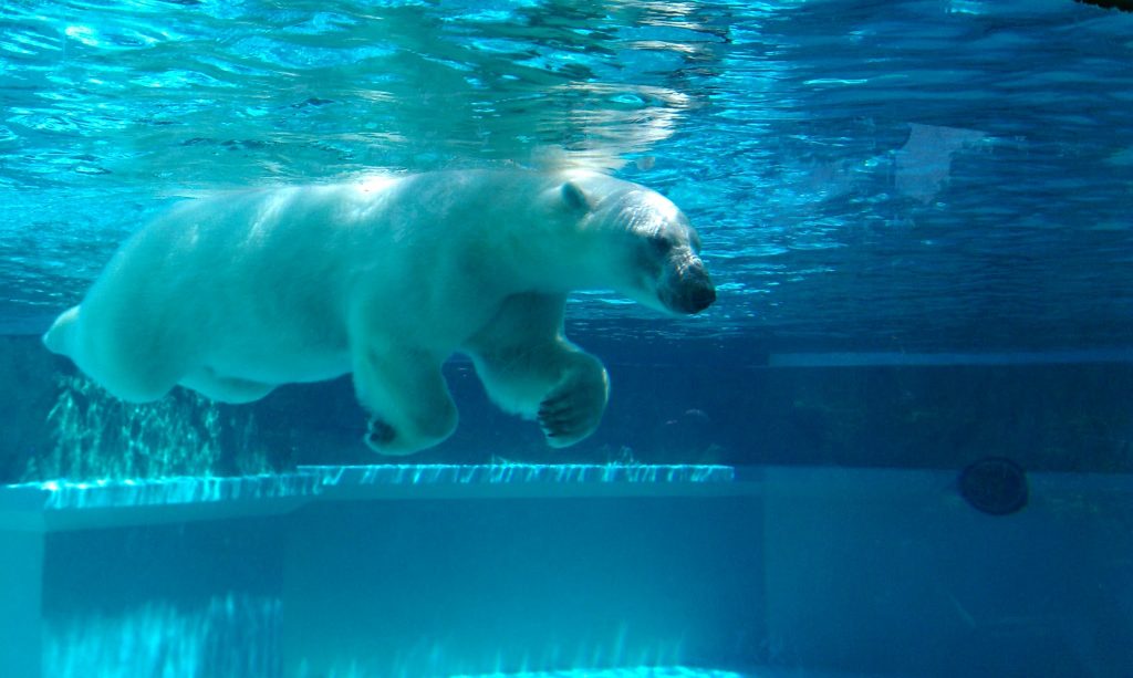 Orso polare in piscina - Foto Wikimedia Commons @cmadler