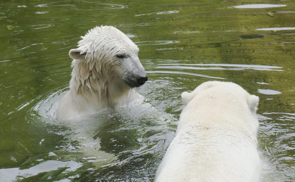 Orso polare in piscina - Foto Wikimedia Commons @Diego Delso