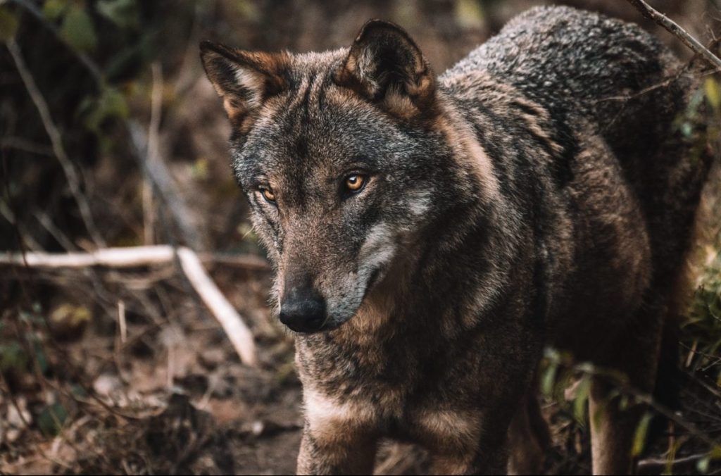 lupo, protezione