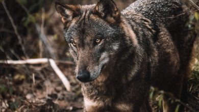 Photo of Dal Parlamento Europeo proposta per ridurre la protezione del lupo. WWF: “Passo pericoloso”