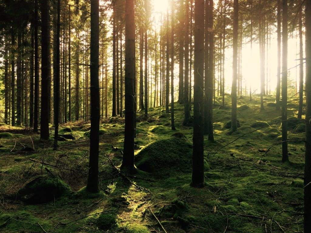 Foresta - Foto Unsplash @Gustav Gullstrand