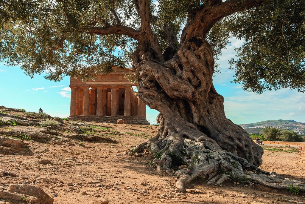 IL tempio della Concordia, uno di quelli in miglior stato di conservazione. Ha un basamento di quattro gradini, su cui poggiano sei colonne sui lati brevi e 13 su quelli lunghi. Foto CORRADO BOSCHETTI E ANDREA FURNARI