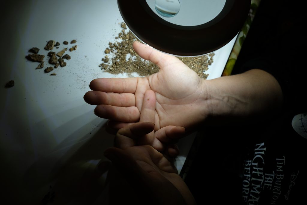 Il primo dente di micromammifero trovato durante il vaglio del materiale - Foto di Massimo Arvali