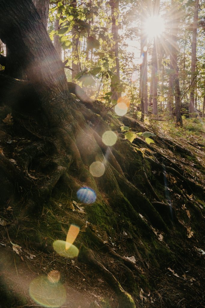 Radici - Foto Unsplash @Nicole Geri