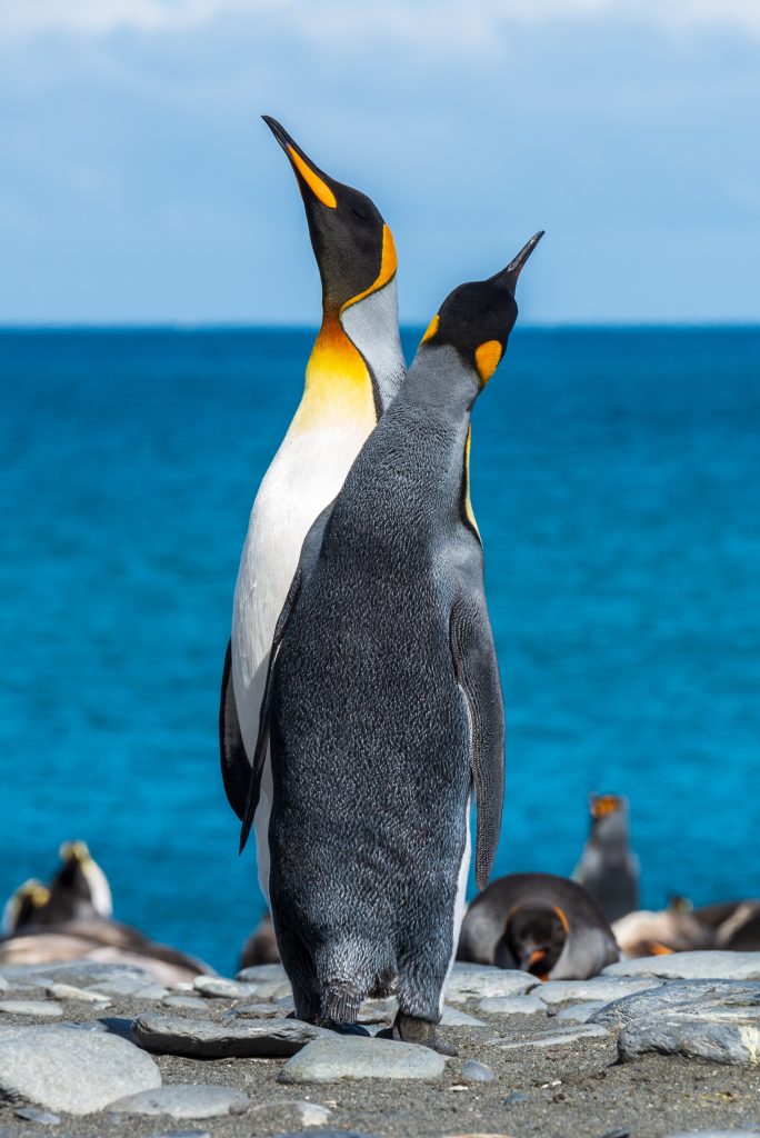 Pinguini imperatore - Foto Unsplash @Paul Carroll