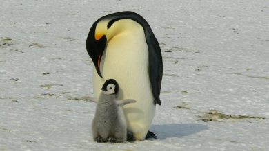 Photo of Il pinguino imperatore potrebbe estinguersi entro fine secolo