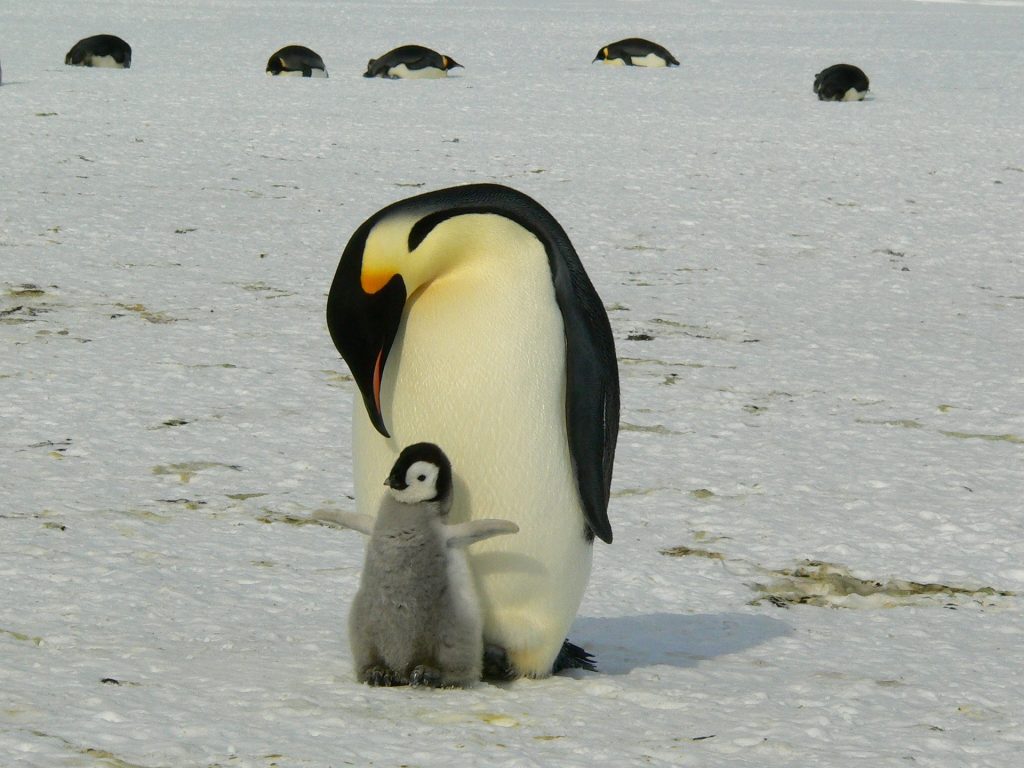 Adulto e pulcino di pinguino imperatore - Foto Pixabay @ Siggy Nowak