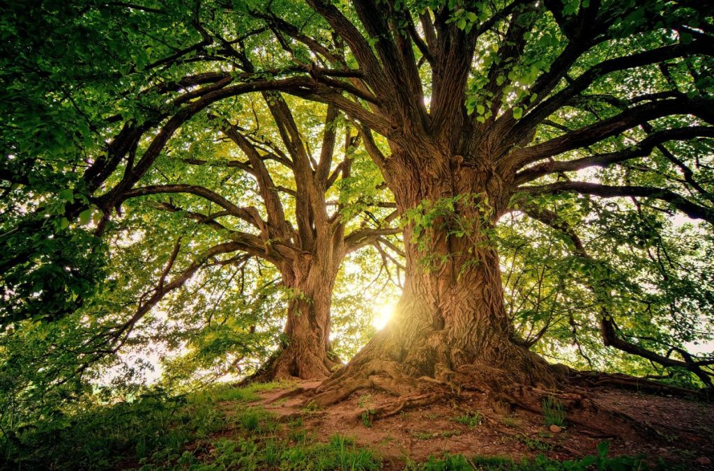 wood wide web, alberi