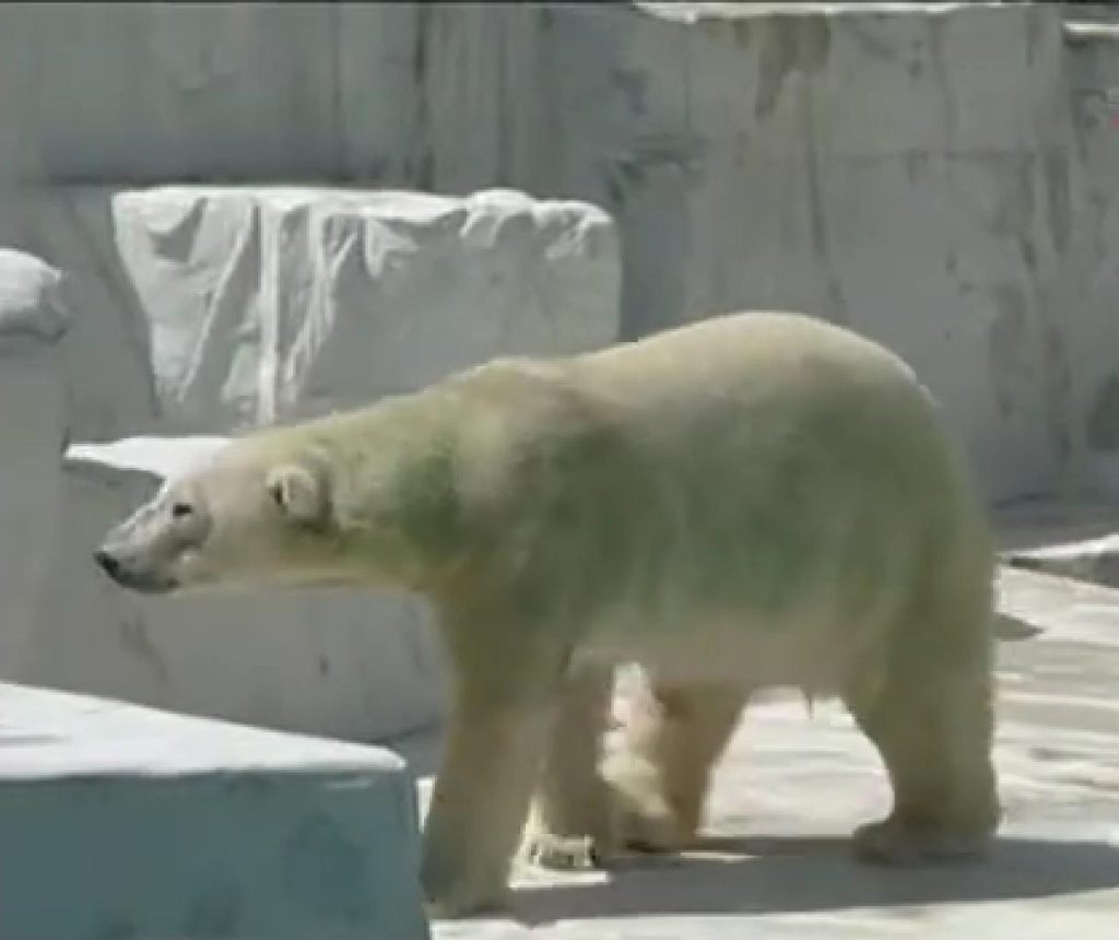 Orso verde in Giappone, frame del video AP Archive